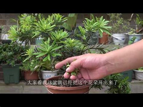 羅漢松意義|深入探索羅漢松的奧秘：自然界的常綠寶藏 – 植物盆栽綠寶典